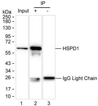 Anti-HSPD1