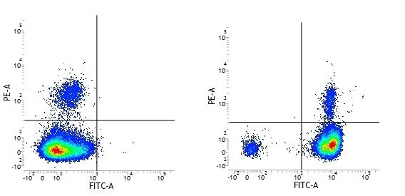 Anti-CD18 / LFA-1 beta (FITC), clone YFC118.3