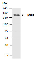 Anti-SNC1 (N)