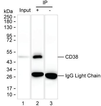 Anti-CD38