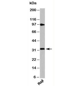 Anti-MyD88