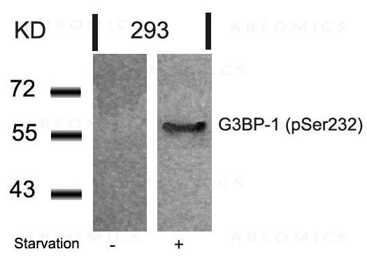 Anti-phospho-G3BP-1 (Ser232)