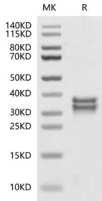 tPA hFc Chimera, Mouse