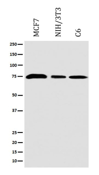 Anti-KAT7 / HBO1 / MYST2, clone ADAE-11