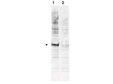 Anti-phospho-APC6 (Thr580)