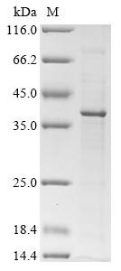 Cathepsin Z(Ctsz), recombinant rat