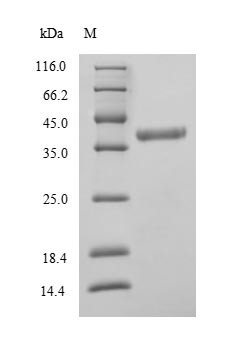 D-amino-acid oxidase (DAO), human, recombinant
