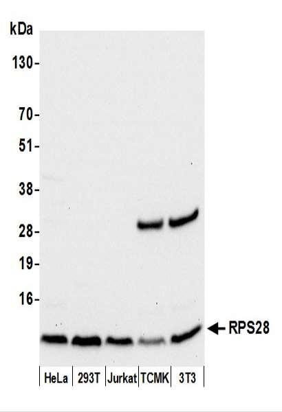Anti-RPS28/Ribosomal Protein S28