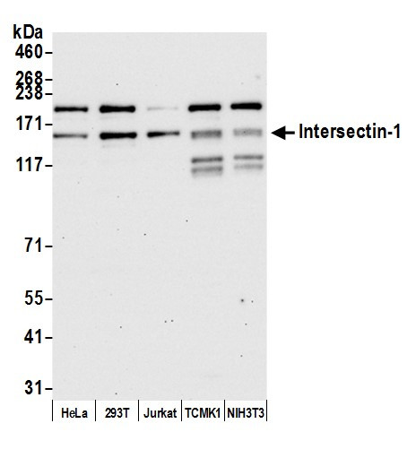 Anti-Intersectin 1