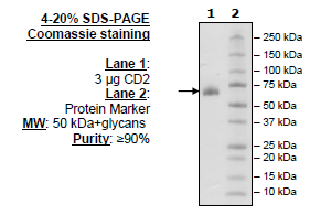 CD2, Fc fusion, Biotin-labeled