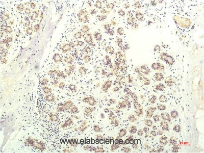 Anti-STAT1, clone 5H7