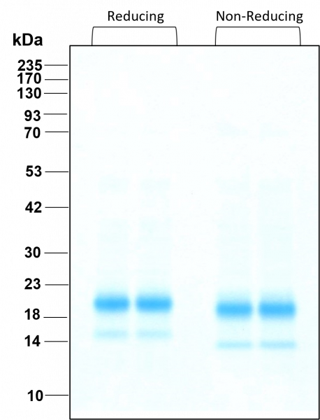 IL-4 HumanKine(R) recombinant human protein