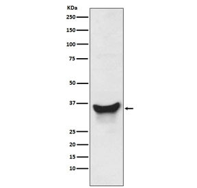 Anti-Nix / BNIP3L, clone ABIB-2
