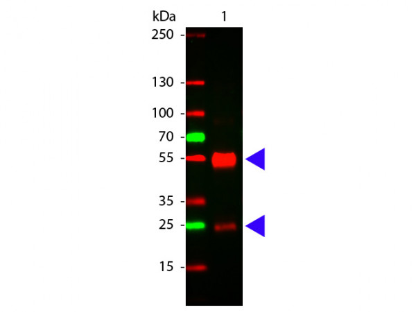 Anti-Swine IgG (H&amp;L) [Rabbit] F(ab')2 fragment
