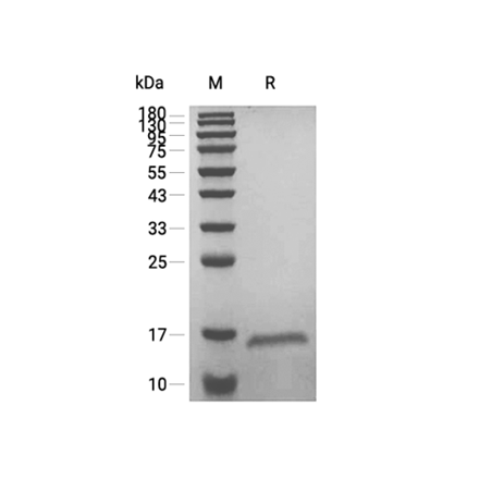 TSLP Recombinant (Human)