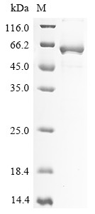 2-5-Oligoadenylate synthase-like protein (OASL), human, recombinant