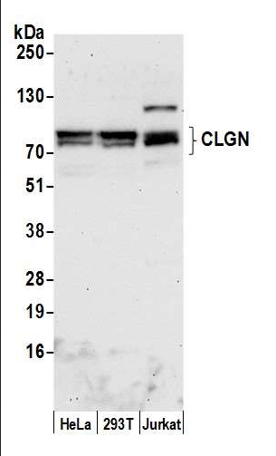 Anti-CLGN