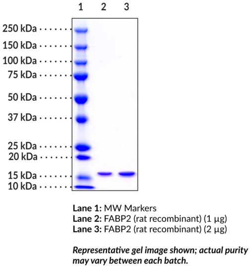 FABP2 (rat recombinant)