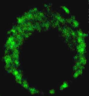 Anti-LAMP1 / CD107a (FITC), clone H4A3