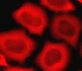 Anti-Peroxiredoxin 2