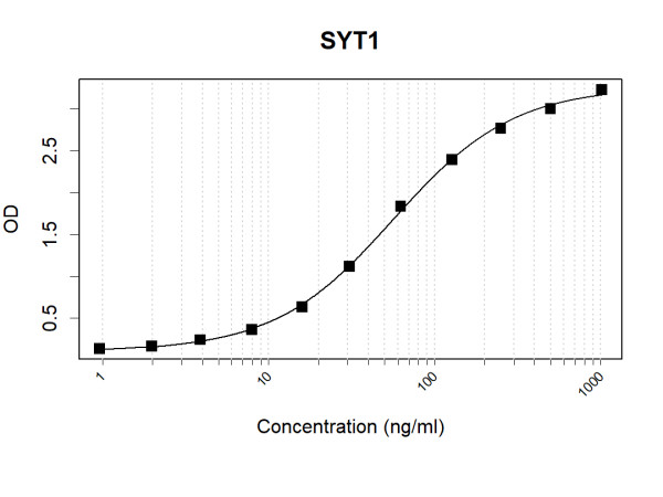 Anti-Human SYT1 Antibody Pair