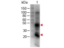 Anti-Rat IgG (H&amp;L) [Goat] Biotin conjugated