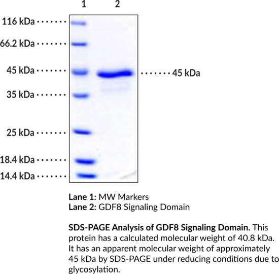 GDF8 Signaling Domain (human, recombinant)