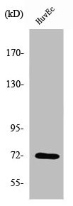 Anti-PTPN11