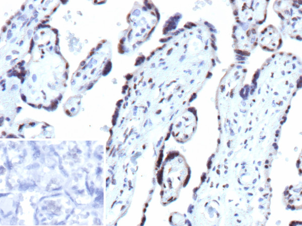 Anti-p27Kip1 (Mitotic Inhibitor / Suppressor Protein), recombinant antibody, clone r1B4