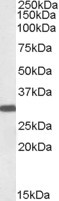 Anti-EN2, C-terminal