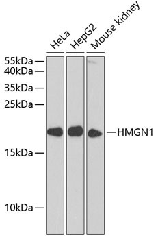 Anti-HMGN1