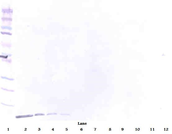 Anti-BD-1 / beta Defensin-1 (Biotin)