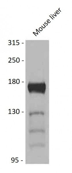 Anti-KMT4 / Dot1L