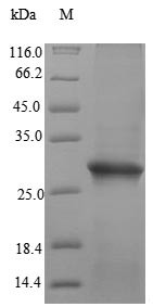Sperm-egg fusion protein Juno (IZUMO1R), human, recombinant
