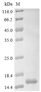 Leptin B (LepB), Oreochromis niloticus, recombinant