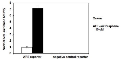 ARE Reporter Kit (Nrf2 Antioxidant Pathway )