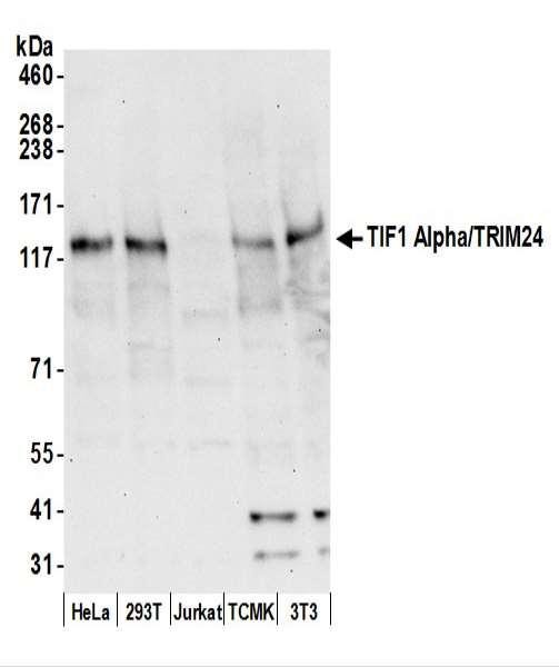 Anti-TIF1 Alpha/TRIM24
