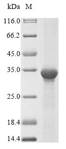 GTP:AMP phosphotransferase, mitochondrial (AK3), human, recombinant