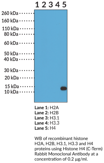 Anti-Histone H4 (C-Term) Rabbit Monoclonal Antibody (Clone RM212)