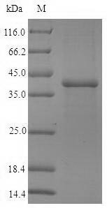 Pulmonary surfactant-associated protein A1 (SFTPA1), human, recombinant