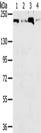 Anti-TOP2B
