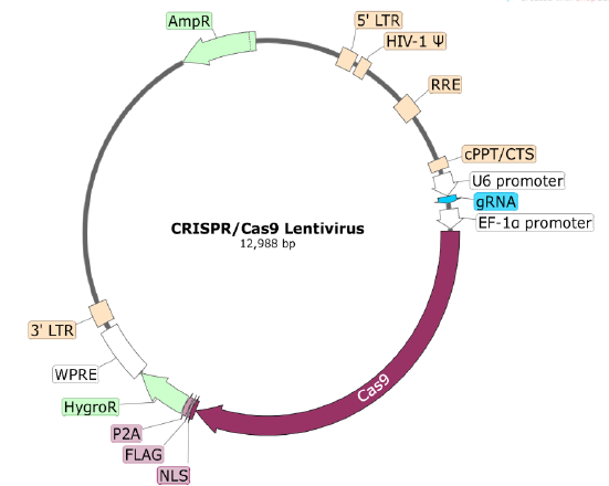 Cas9 Lentivirus (Hygromycin Selection)