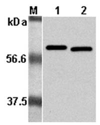 Anti-Listeria sp. p60, clone P6017