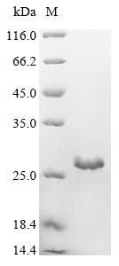 Gap junction alpha-5 protein (GJA5), partial, human, recombinant