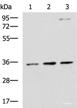 Anti-STX5