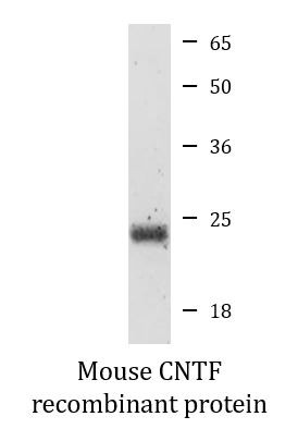 Mouse CNTF recombinant protein (Active)
