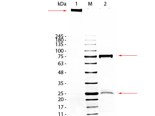 Guinea Pig IgM Whole Molecule