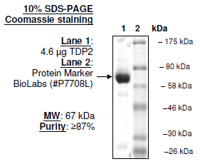 TDP2, Active Human Recombinant Protein