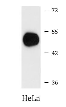 Anti-NUCB2 / Nucleobindin 2