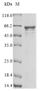 Leucine-rich repeat-containing protein 15 (LRRC15), partial, human, recombinant